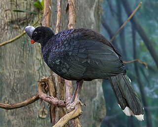 <span class="mw-page-title-main">Helmeted curassow</span> Species of bird