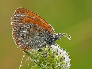 55 P1170085 Coenonympha glycerion uploaded by Darius Bauzys, nominated by Darius Bauzys Vote for this image