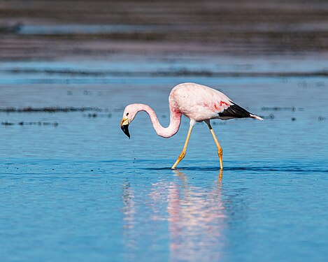 Parina grande. Photograph: CLAUDIOLD