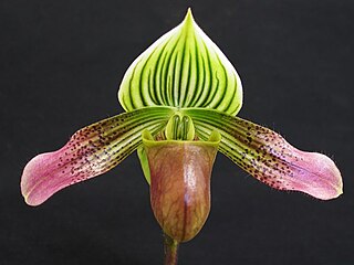 <i>Paphiopedilum urbanianum</i> Species of orchid