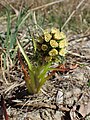 Petasites spurius.