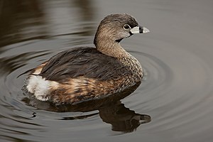 30 Pied-billed Grebe 0561 uploaded by DoriBot, nominated by Dori Vote for this image