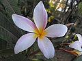 Plumeria 'Slaughter Pink'