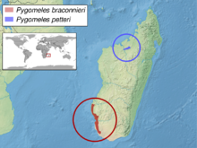 Pygomeles sp. distribution.png