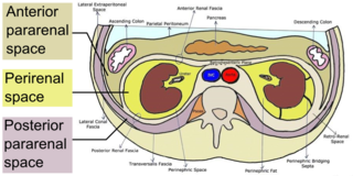 <span class="mw-page-title-main">Retroperitoneal space</span> Anatomical space in the abdominal cavity behind the peritoneum