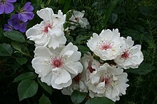 'Jacqueline du Pre' Rosa 'Harwanna'.jpg