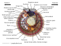 Anatomical diagram of a Pectinidae