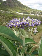 Solanum mauritianum