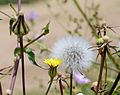 * Nomination Flower, capsule and fruit of a Smooth-Sow Thistle -- Alvesgaspar 22:36, 19 May 2013 (UTC) * Promotion Good Quality --Rjcastillo 22:44, 19 May 2013 (UTC)