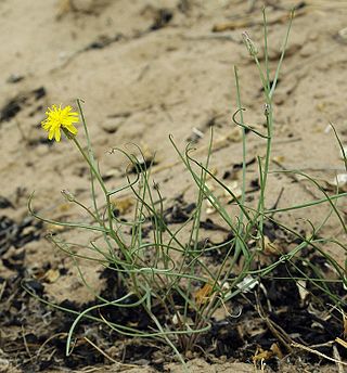 <i>Takhtajaniantha</i> Genus of plants