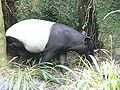 Malayan Tapir (Tapirus indicus)