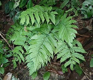 <i>Tectaria</i> Genus of ferns