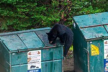 bear on top of an all-metal dumpster