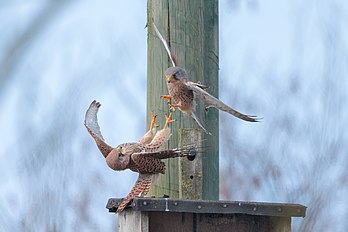 Femelle de faucon crécerelle faisant face à l'attaque d'un mâle. (définition réelle 3 000 × 2 000)