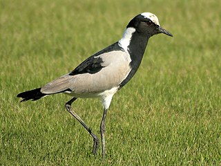 <span class="mw-page-title-main">Lapwing</span> Subfamily of birds