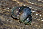 Viviparus contectus (Sumpfdeckelschnecke) [D]