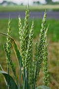 Բույսեր – Triticum