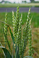 Plantae: Triticum