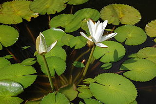 <span class="mw-page-title-main">Nymphaeales</span> Order of flowering plants