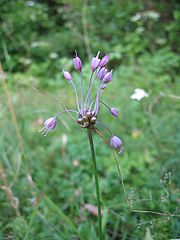 Allium carinatum