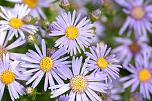 Asters, a September birth flower. Aster amellus - blooms (aka).jpg