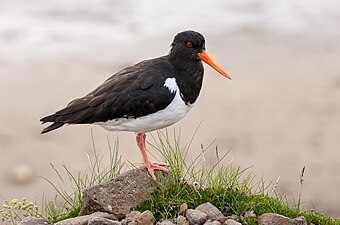 Scholekster op IJsland