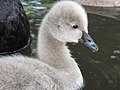 Piccolo di cigno nero a York, Regno Unito