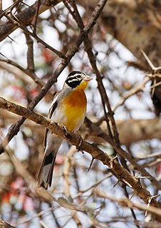 Somali bunting Species of bird