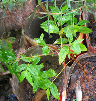 <i>Campomanesia</i> Genus of flowering plants in the family Myrtaceae