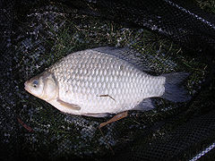 Poisson argenté à nageoires noires