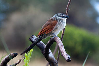 White-browed coucal Species of bird