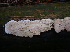 Ceraceomyces sublaevis