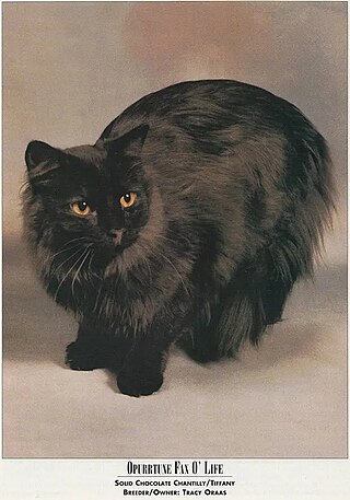 <span class="mw-page-title-main">Chantilly-Tiffany</span> Breed of cat