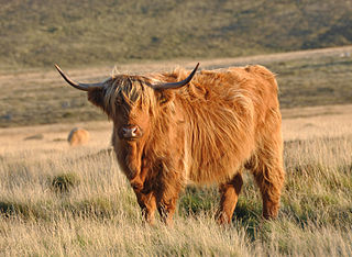 Highland cattle Scottish breed of rustic cattle