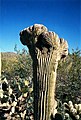 Cristation d'un cactus Carnegiea gigantea