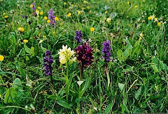 Orkidéer (i mitten två Adam och Eva, en gul och en mörkröd, omgivna av violetta Sankt Pers nycklar) på Södra Gredas ängar på Öland.