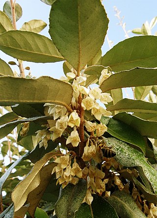 <i>Elaeagnus <span style="font-style:normal;">×</span> submacrophylla</i> Species of flowering plant