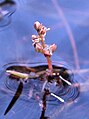 Áartúsundblað (Myriophyllum alterniflorum)