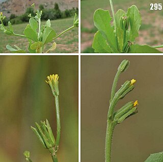 <i>Garhadiolus</i> Genus of flowering plants