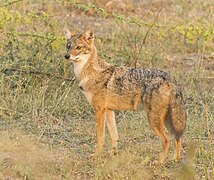 Golden jackal in the area of Rajkot