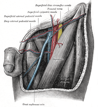 <span class="mw-page-title-main">Deep external pudendal artery</span> One of the pudendal arteries in human anatomy