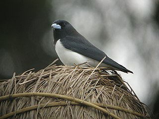 <span class="mw-page-title-main">Great woodswallow</span> Species of bird