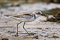 Birwina tad-Deżert Charadrius Leschenaultii (K)