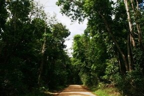 Kutini-Payanu-(Iron-Range)-Nationalpark auf der Kap-York-Halbinsel