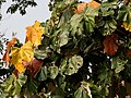 Leaves at Jayanti in Buxa Tiger Reserve in Jalpaiguri district of West Bengal, India.