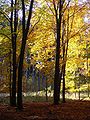 Čeština: Podzim v křivoklátských lesích English: Autumn in the Křivoklát forest