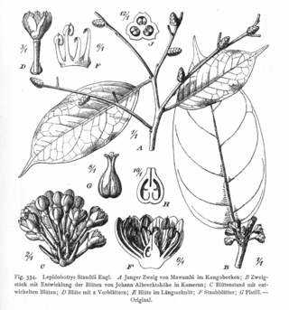 <span class="mw-page-title-main">Lepidobotryaceae</span> Family of flowering plants