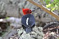 Magellanic woodpecker (Campephilus magellanicus).