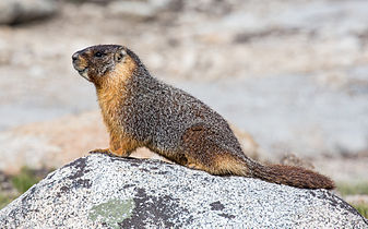 Marmota flaviventris