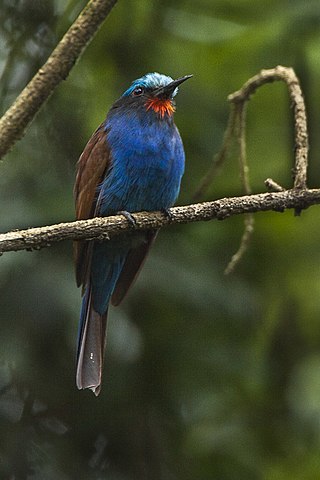 <span class="mw-page-title-main">Blue-headed bee-eater</span> Species of bird